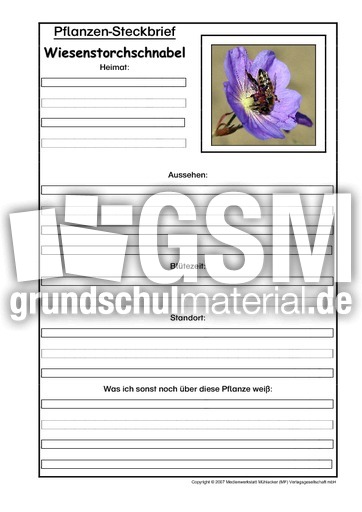 Pflanzensteckbrief-Wiesenstorchschnabel.pdf